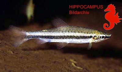 Nannostomus limatus